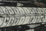 Polished Fossil Orthoceras (Cephalopod) - Morocco #138301-1